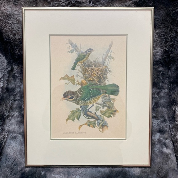 Framed Gould - Spotted
Catbird Art Print - Picture 1 of 16